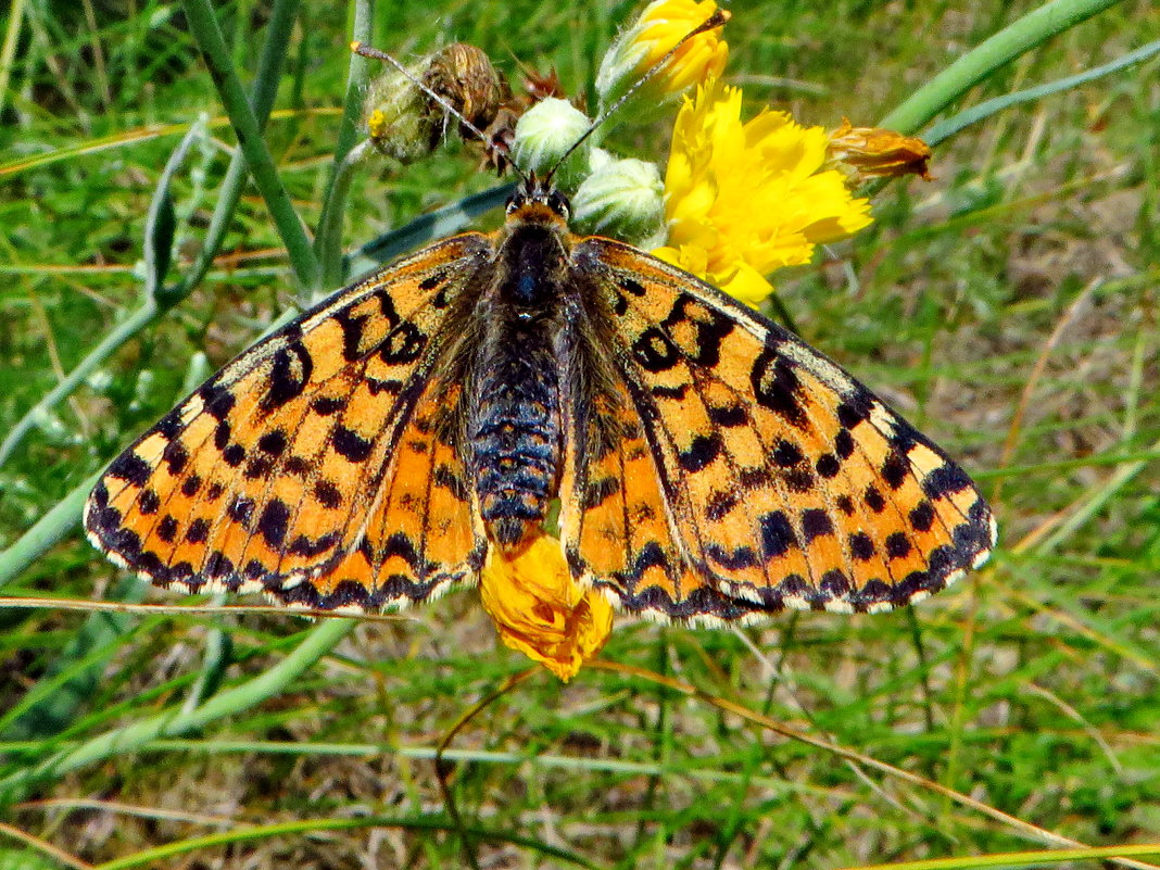 Шашечница красная (лат. Melitaea didyma)  Самка. - vodonos241 