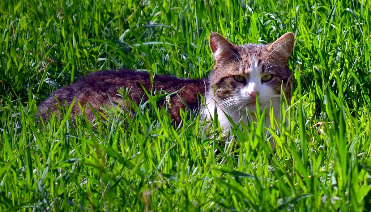 Кот в траве - Артур Хороший