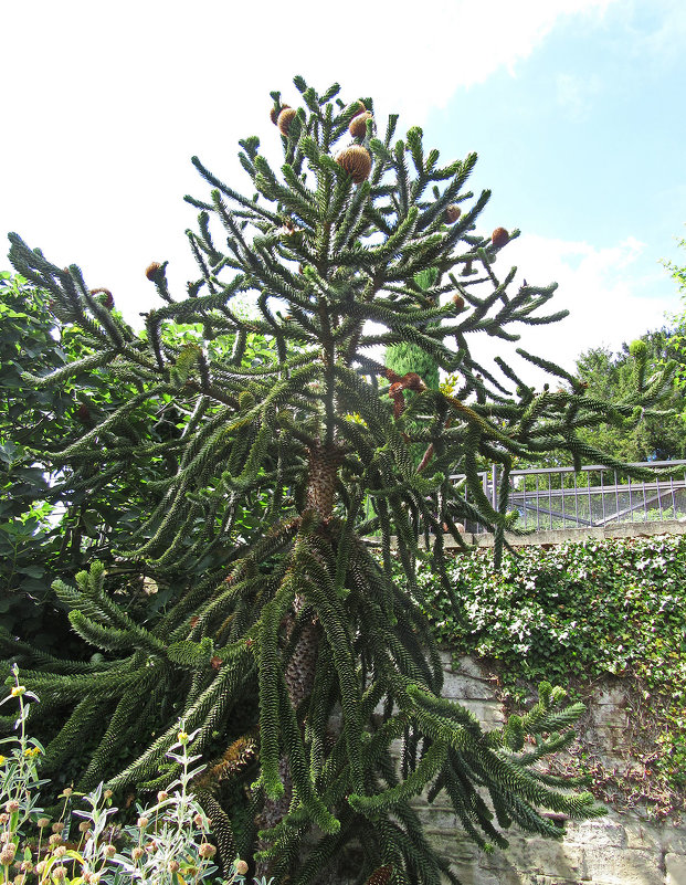 Араукария чилийская  (лат. Araucaria araucana) - Tamara *