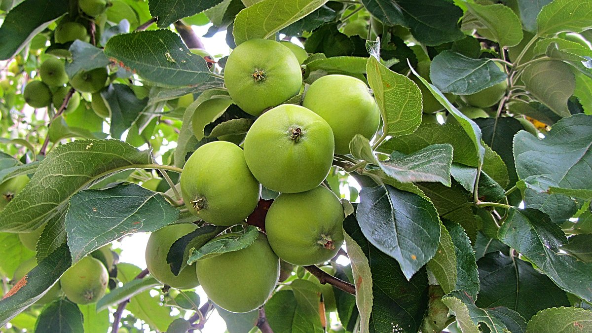 Яблоки - Виталий Андрейчук