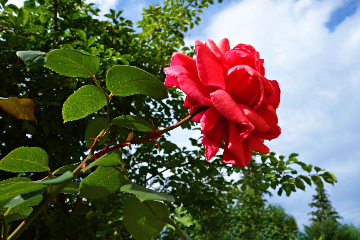 О, роза красная!...Ты – символ щедрости души и символ счастья... - Galina Dzubina