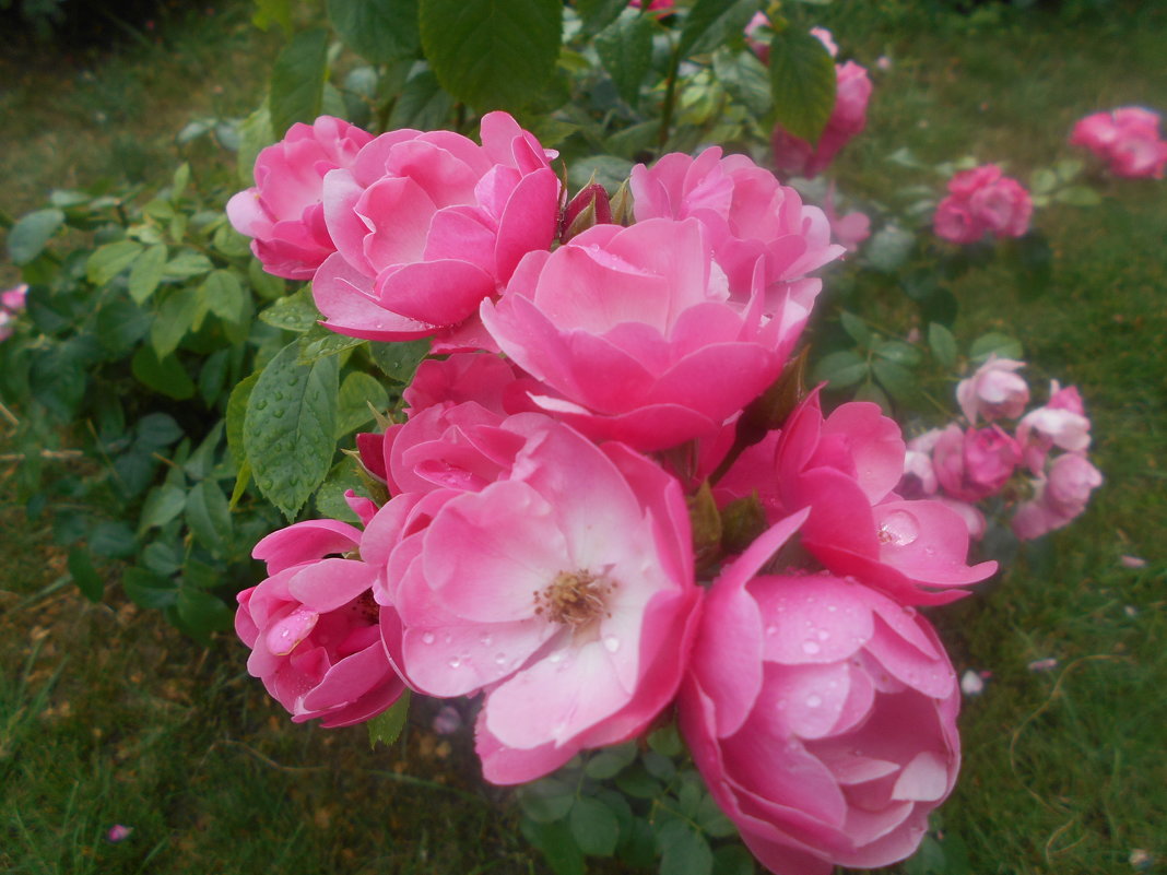 Розовые цветы - Tarka 
