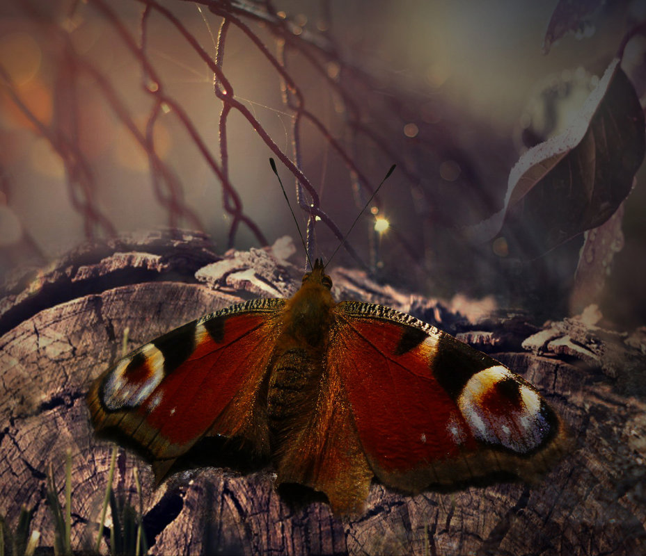 Осень бабочки - dana smirnova