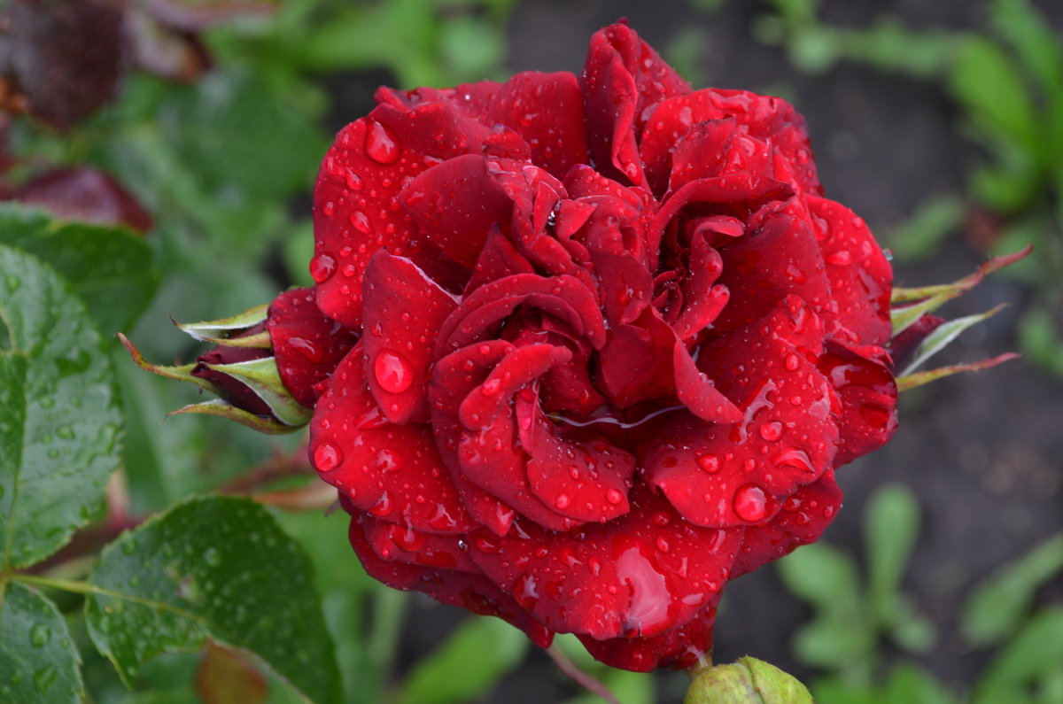 Великие Луки  Роза после дождя 19 июля 2018 - Владимир Павлов