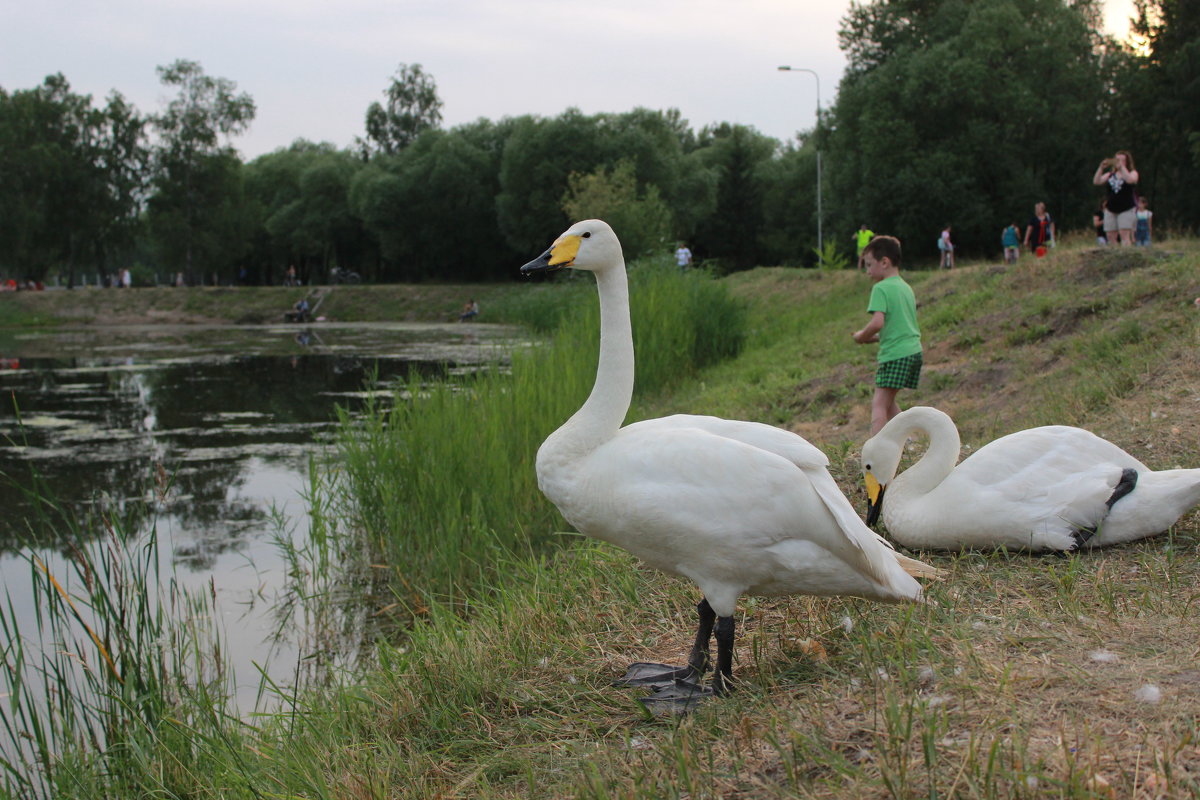 В парке поселили лебедей - Вячеслав & Алёна Макаренины