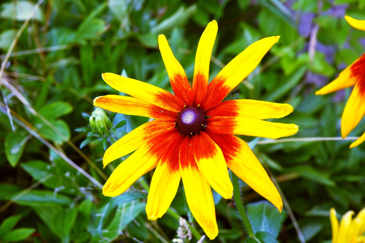 Рудбекия - солнечный цветок - Генрих 