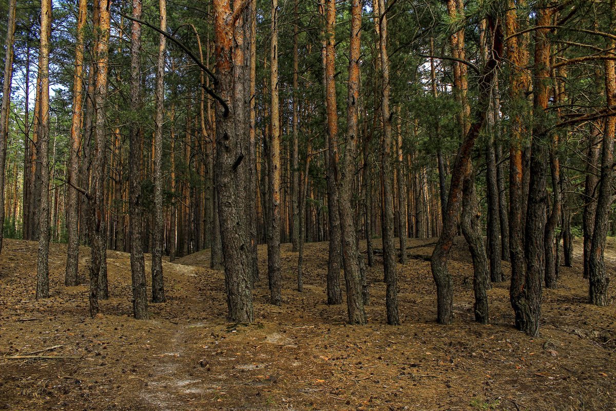 Лес - Сергей 