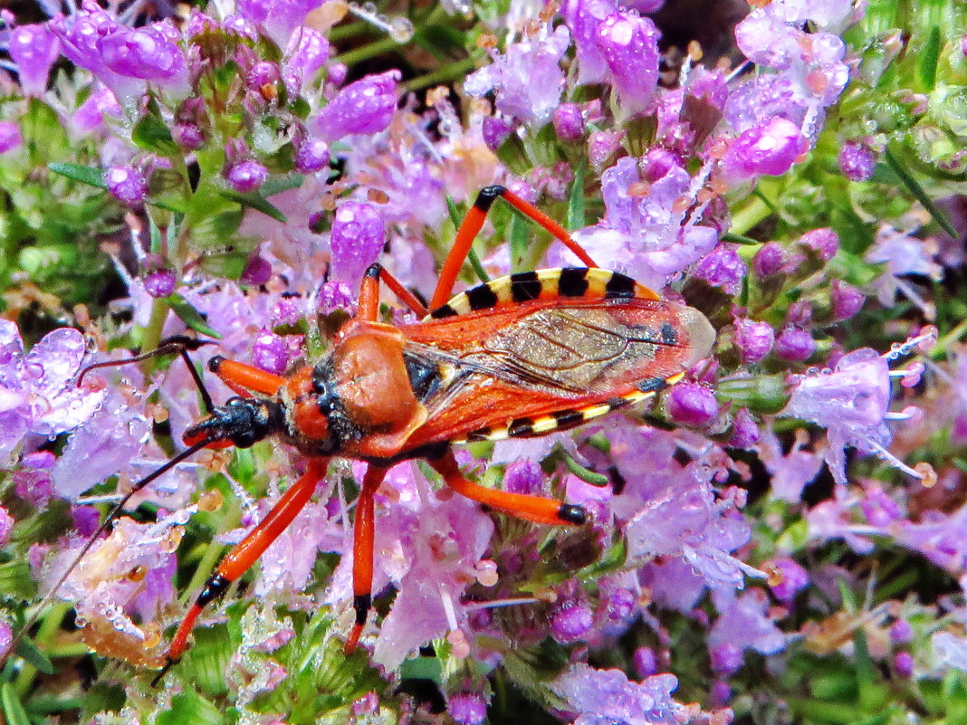 Клоп.Клоп-хищнец Rhynocoris iracundus. - vodonos241 