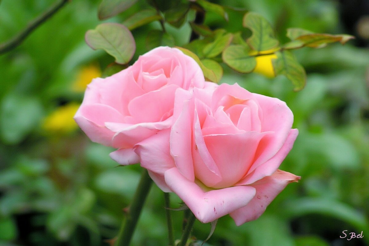 Розовые розы - Сергей Б.