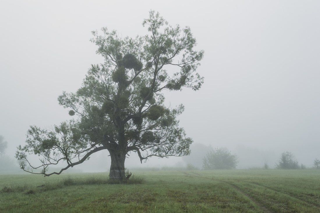 Одиноко стоящее дерево в тумане - Сергей Корнев