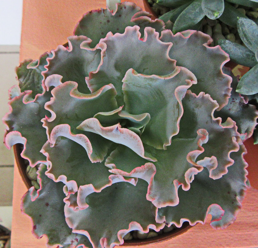 Эхеверия "Голубая волна" (Echeveria "Blue Waves") - Tamara *