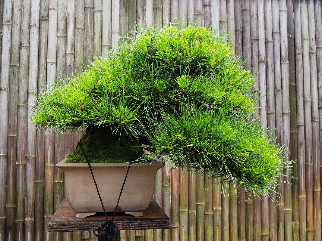 Японский бонсай на крыше в Токио - wea *