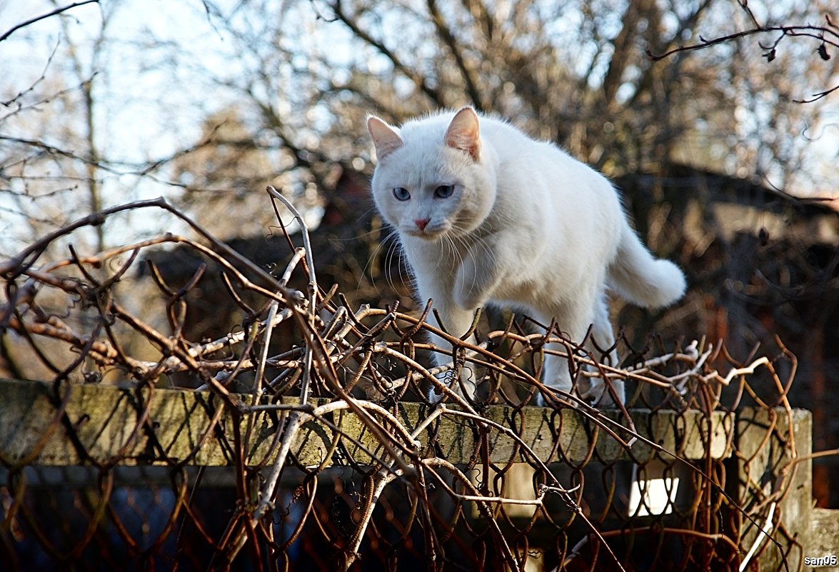 Прогулка по забору - san05 -  Александр Савицкий