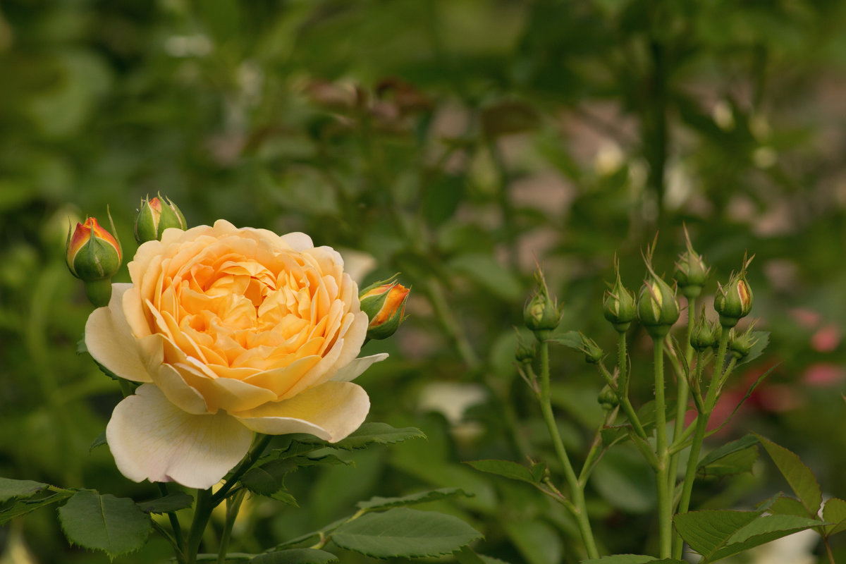 Июльская оранжевая роза с бутонами - Aнна Зарубина