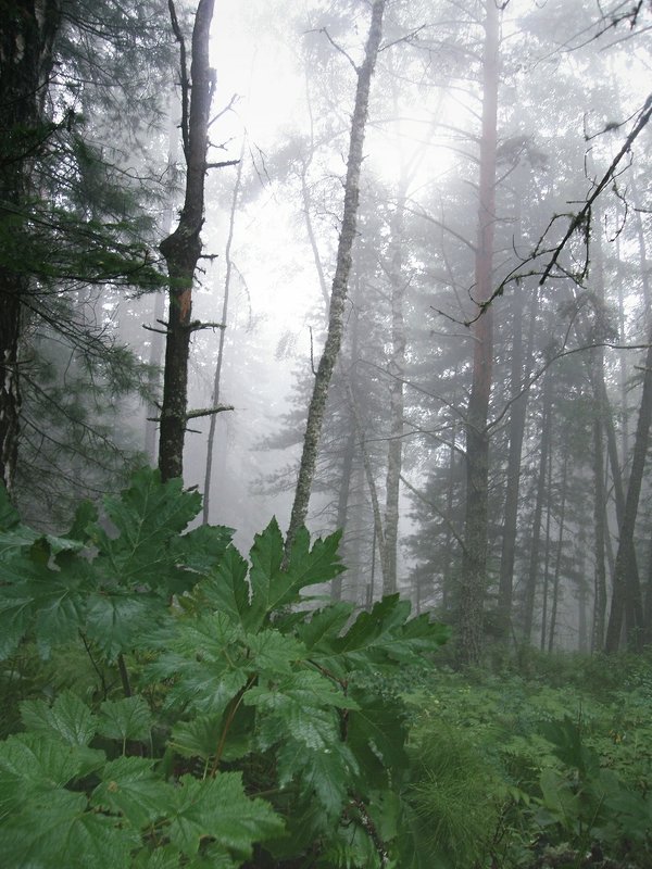 Туман в лесу - Евгения Шикалова