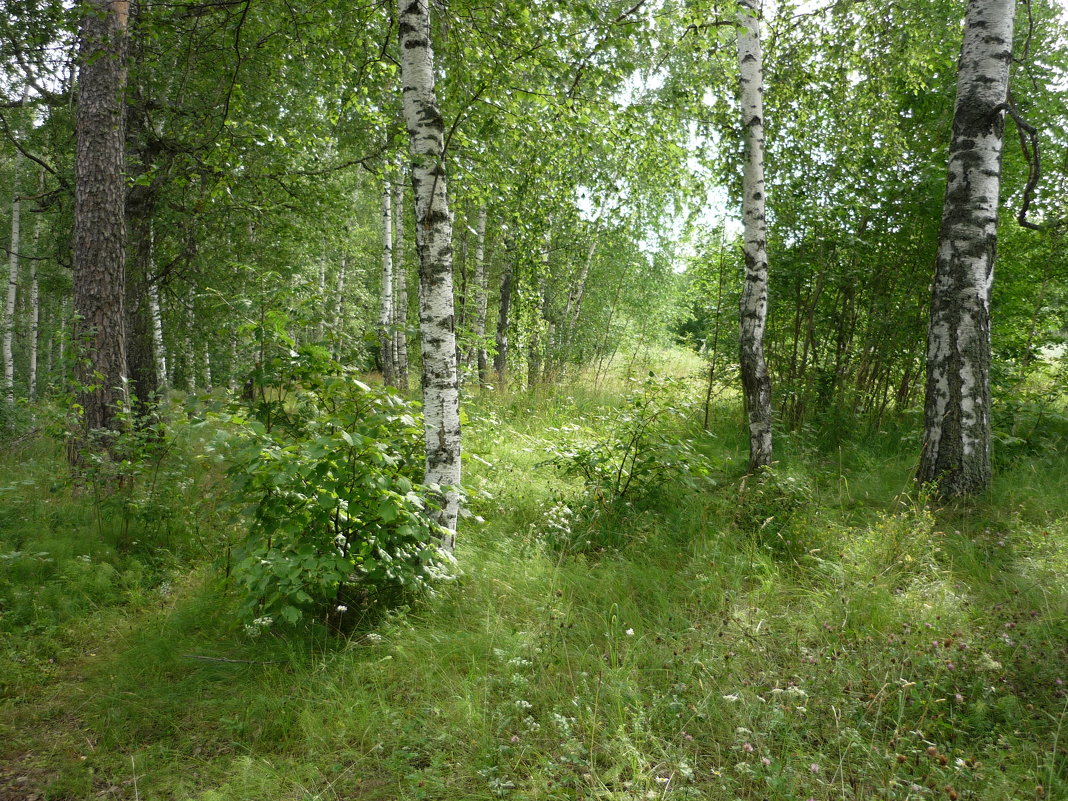 Прогулка по берёзовой роще - Ольга 