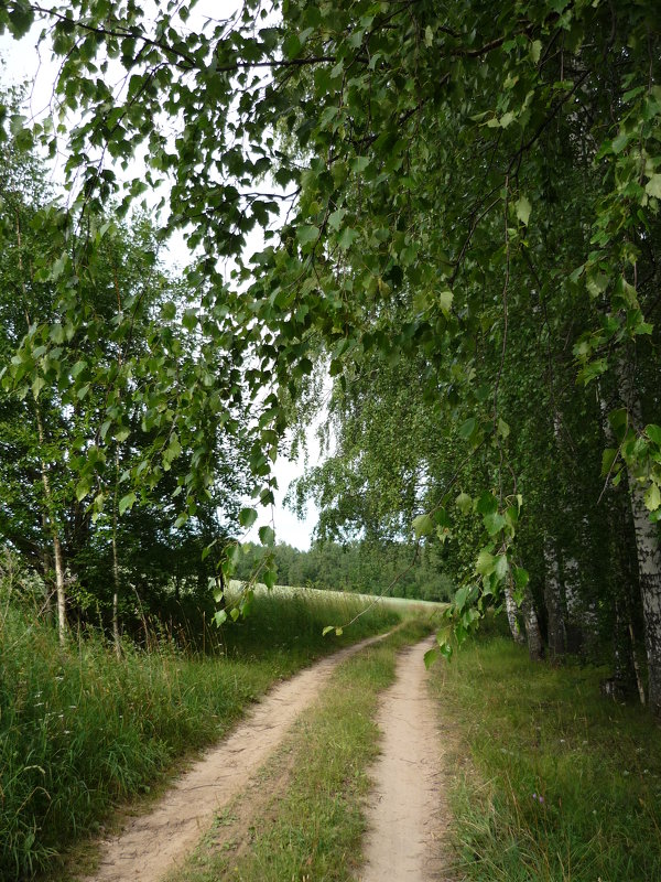 Дорога вдоль леса - Ольга 