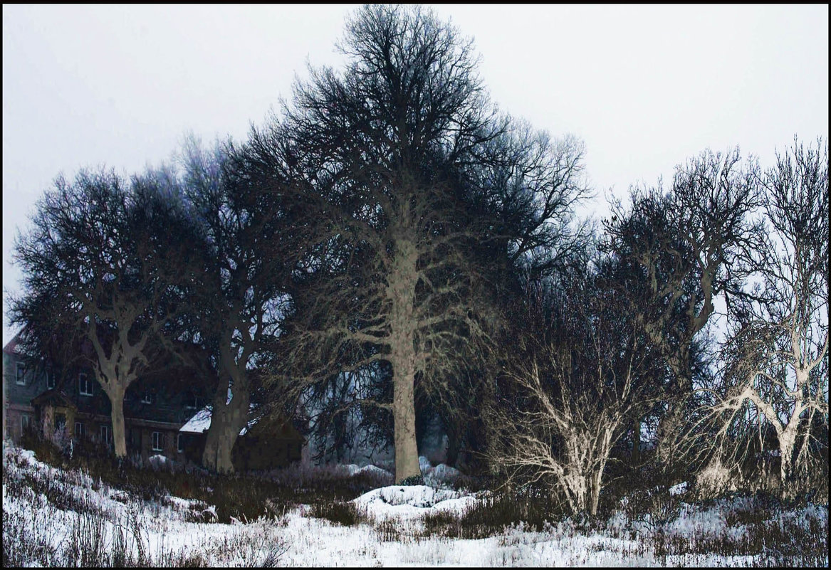 Зимние деревья - Юрий ГУКОВЪ