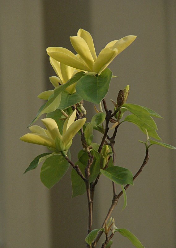 Солнечный цветок - Syntaxist (Светлана)