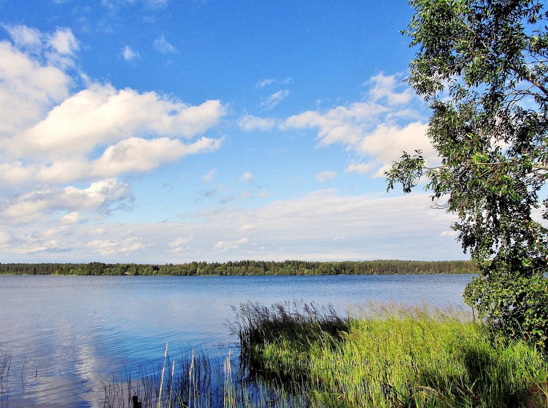 Летним днём на озере - Leonid Tabakov
