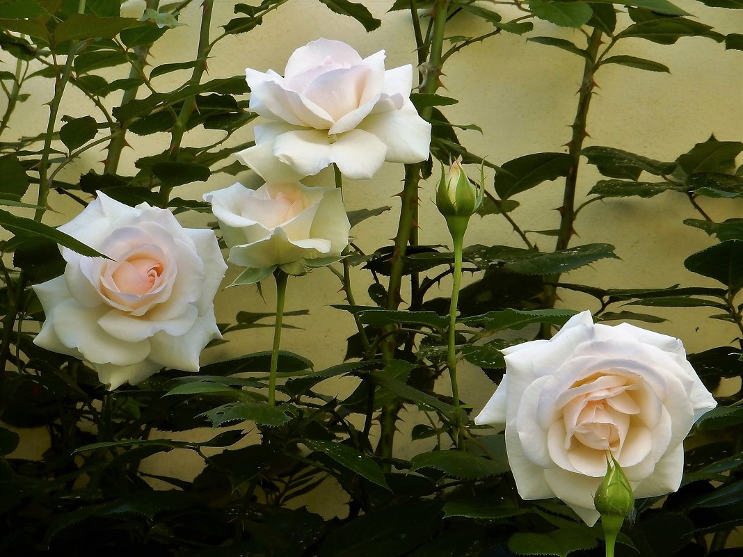 Розы Вртбовского сада - Елена Гуляева (mashagulena)