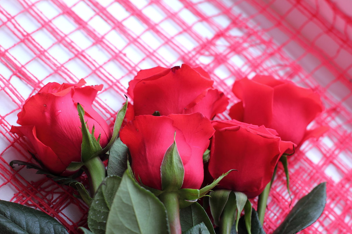 Алые розы любви - Лидия (naum.lidiya)