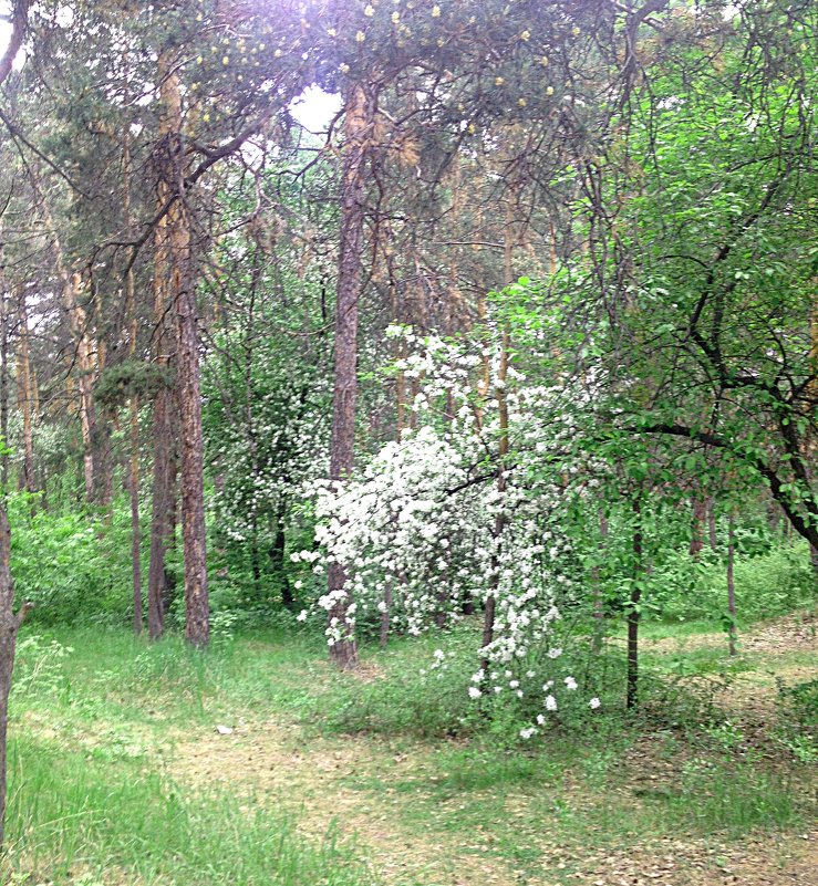 Весенний лес - натальябонд бондаренко
