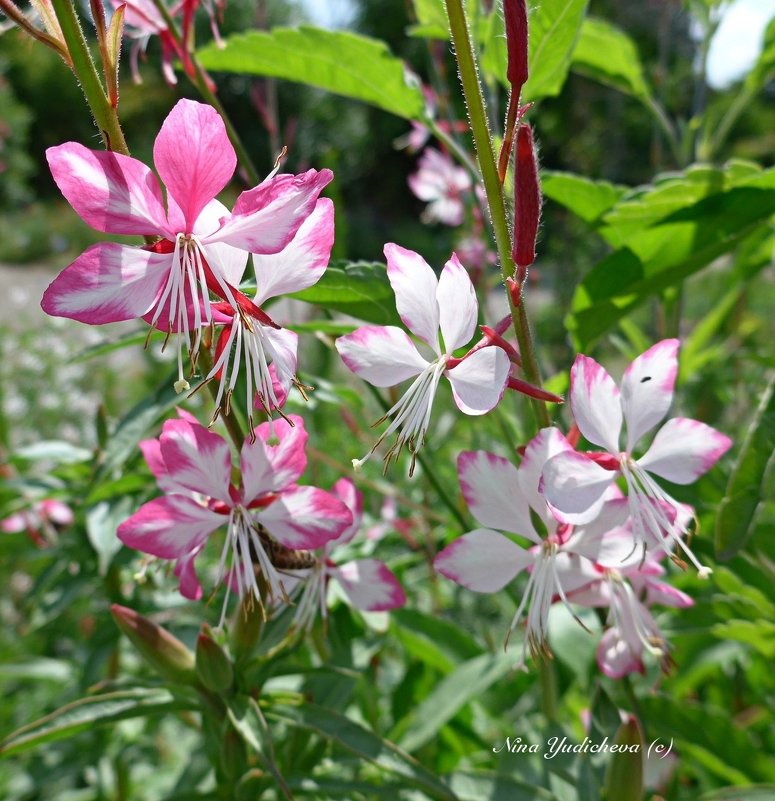 Gaura lindheimeri 'Siskiyou Pink' - Nina Yudicheva