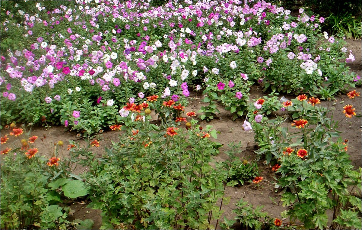 Цветы из соседнего двора - Нина Корешкова