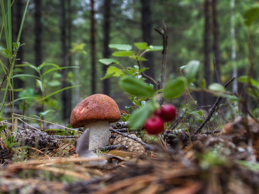 Параськины грибы - Андрей Чуманов