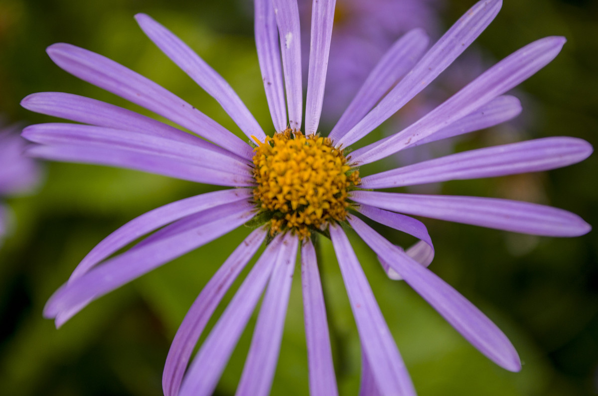 Flower - Julia Julia