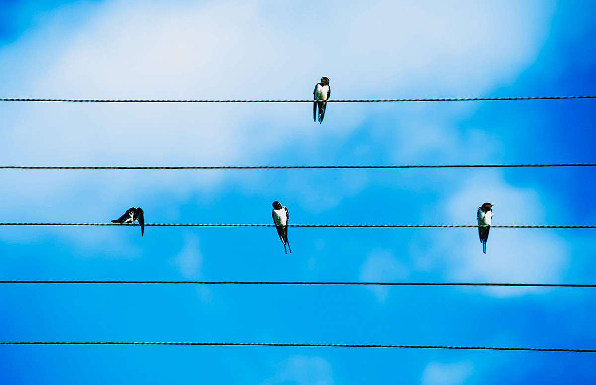 Птички на проводе - Саша Ниманд