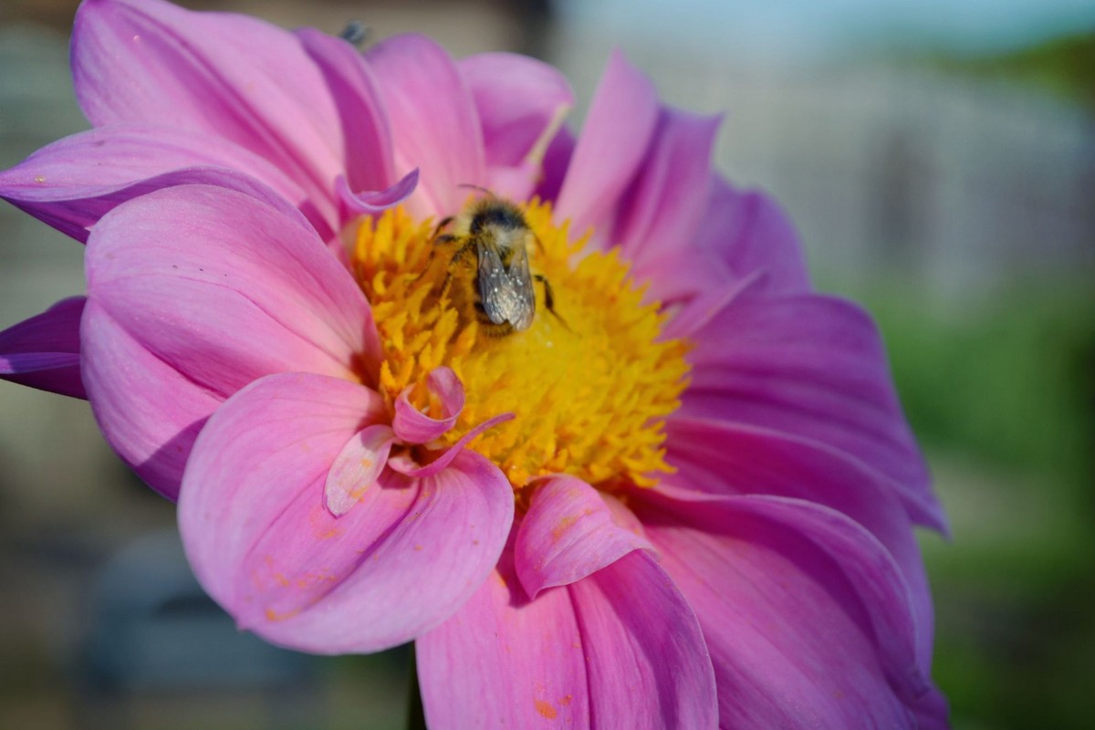пчелка - Дарья 
