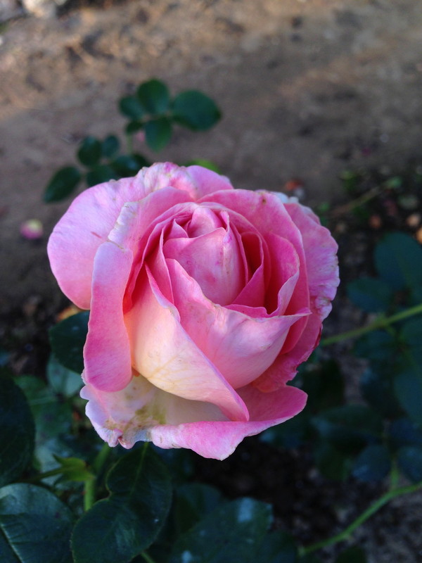 И это тоже роза - Геннадий Подгола