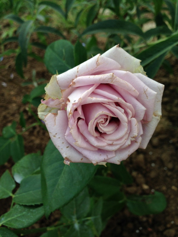 Роза, вот такой необычный раскрас - Геннадий Подгола