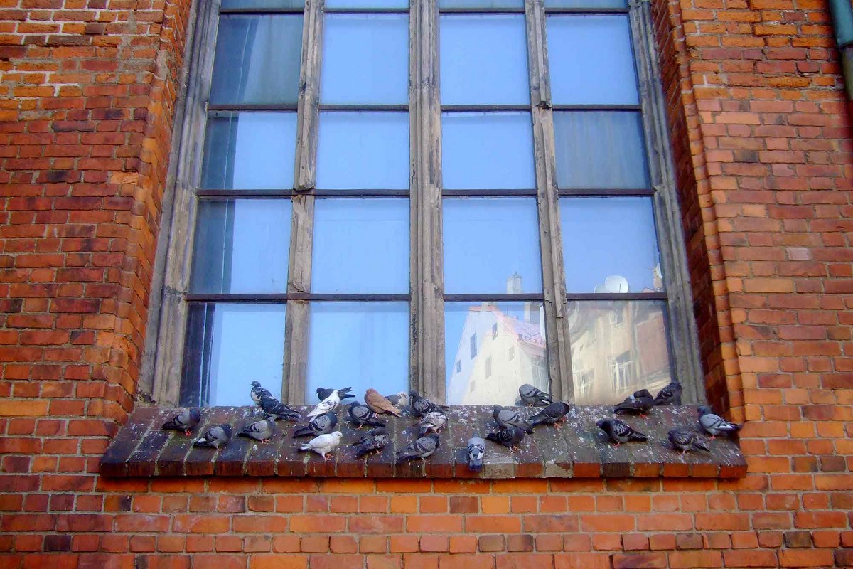 Голуби на окне Собора Св. Петра - Екатерина Т.