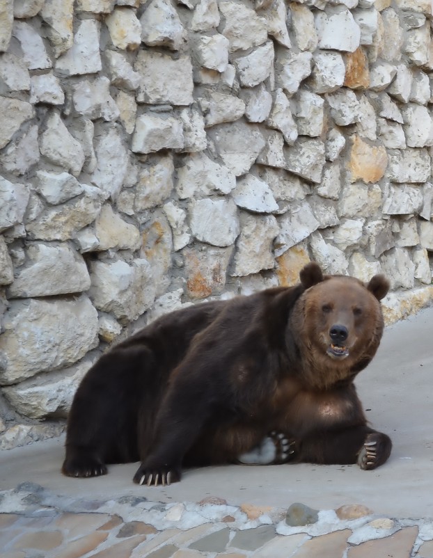 Бурый медведь в московском зоопарке. - Ольга 