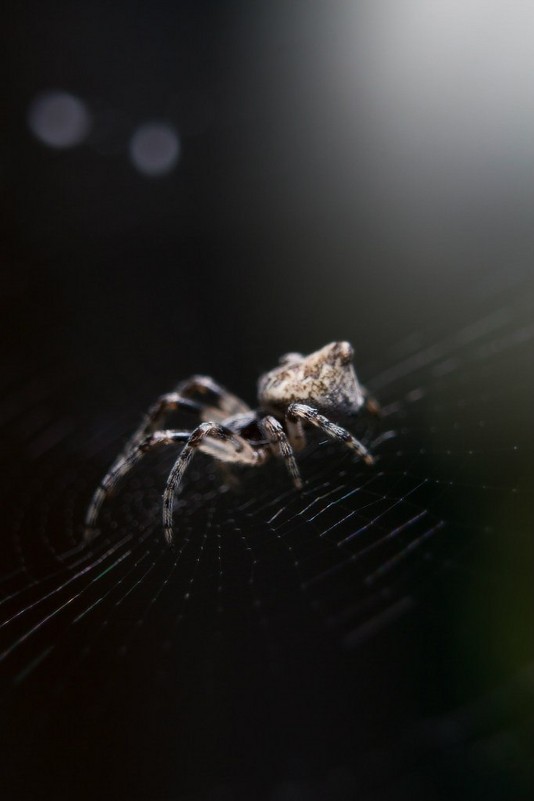 spider - Левон Погосов