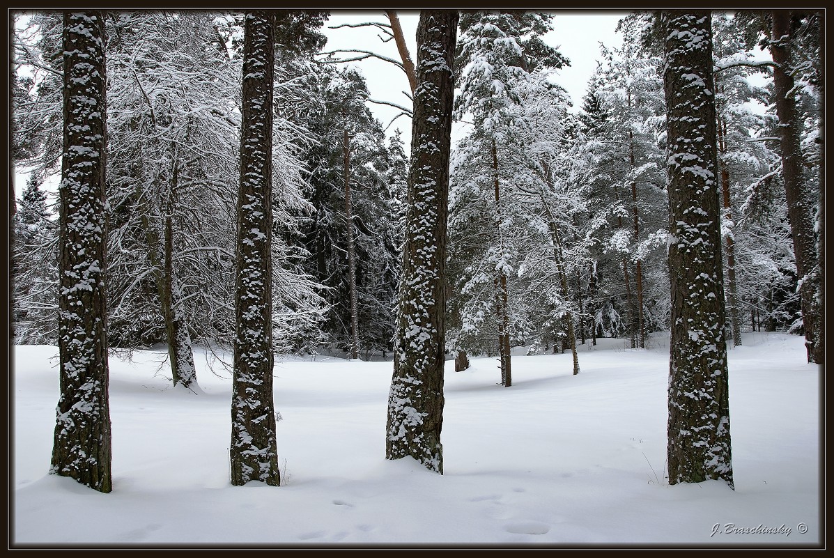 Зимний лес - Jossif Braschinsky