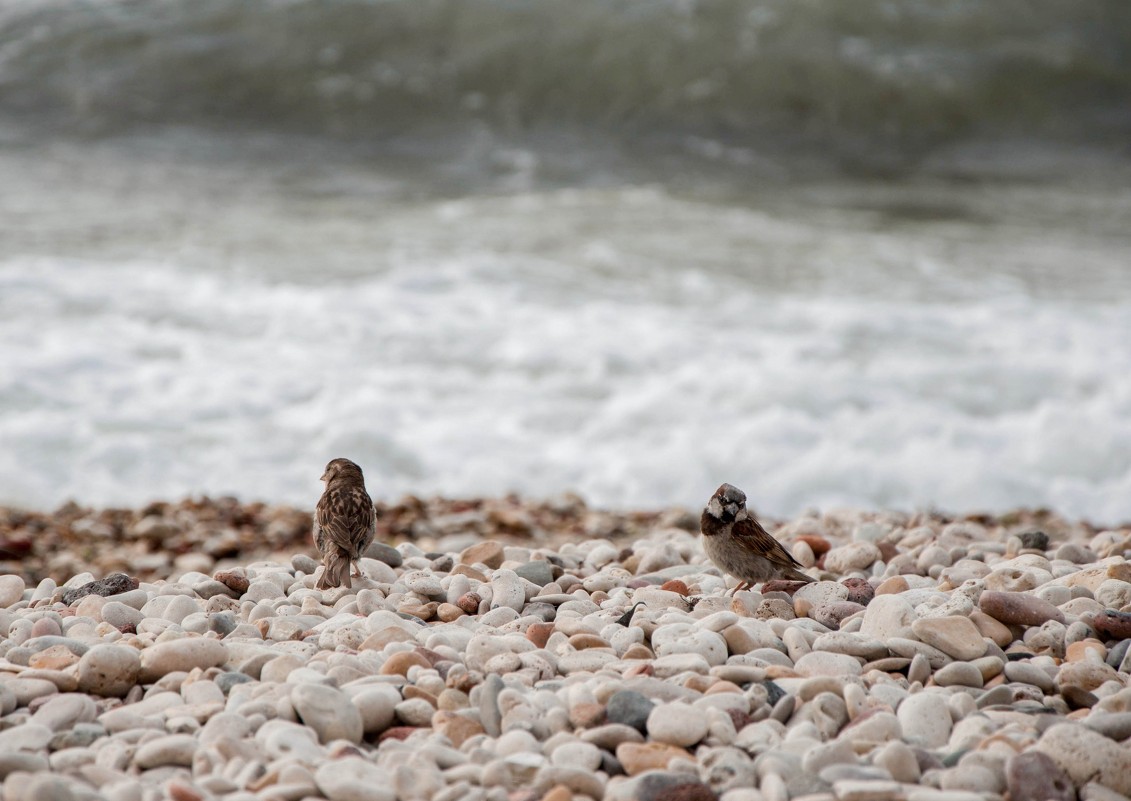 Птички гуляют у моря - Ira Oleynik