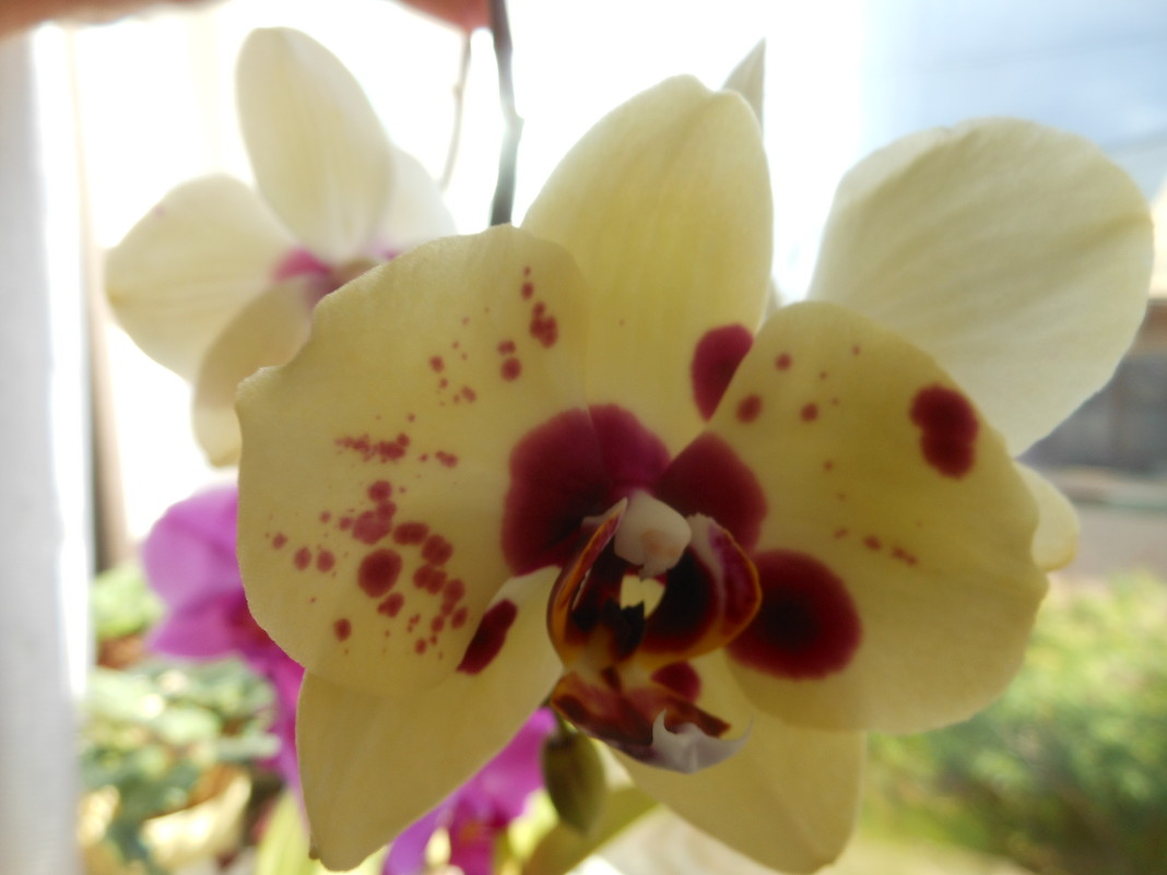 Орхидея - Полина Комарова