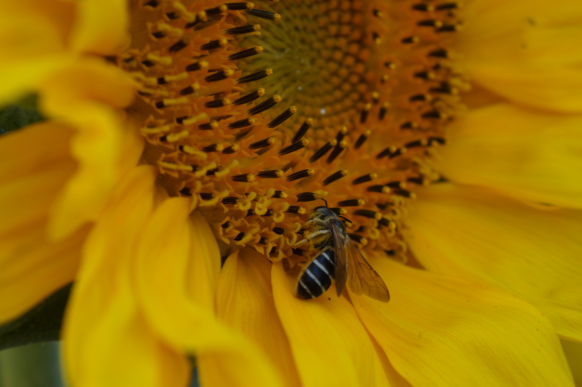 пчела - Elia 