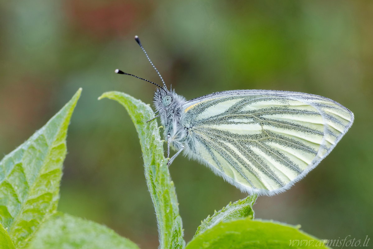 Pieris napi - Armis 