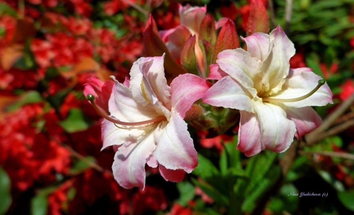 Rhododendron - Nina Yudicheva