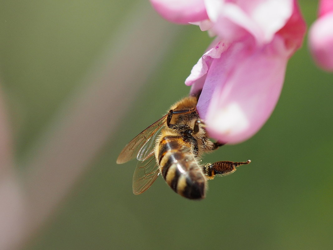 Любопытная пчела - wea *