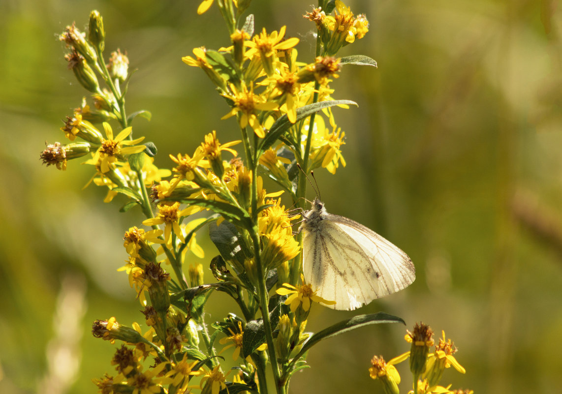 Белая бабочка на полевых цветах - Aнна Зарубина