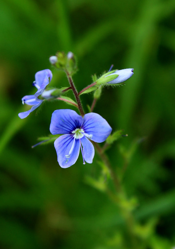 голубые цветочки вероники - Татьяна 