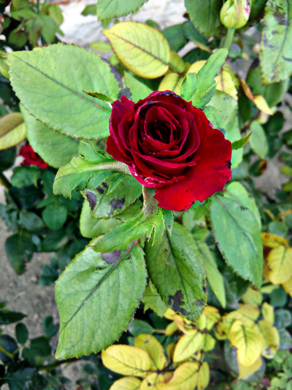 Красная роза - Татьяна Королёва