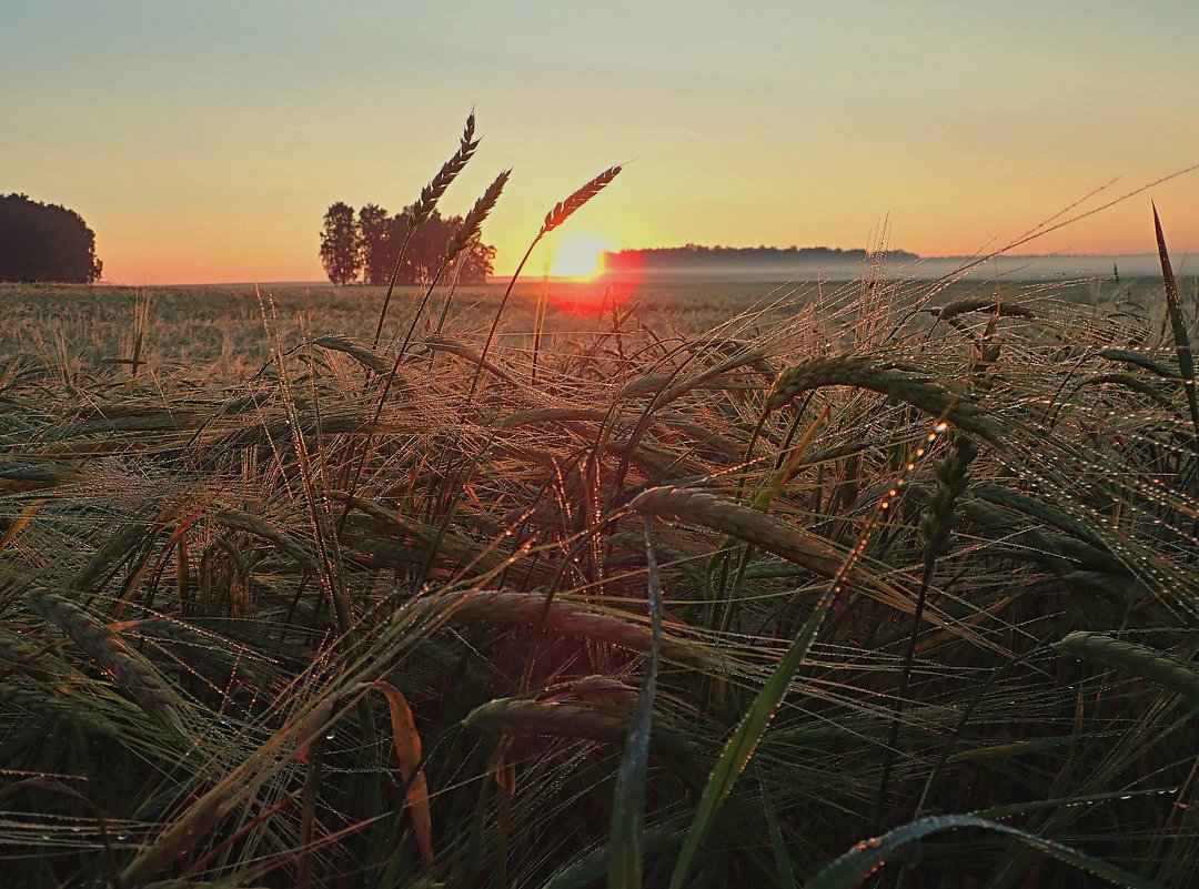 На восходе солнца - Геннадий Ячменев