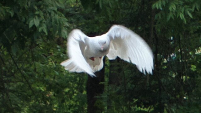 Белый голубь - Николай Филоненко 